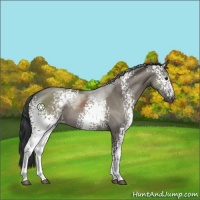 Horse Color:White Spotted Grullo Sabino 