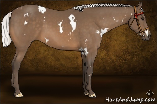 Horse Color:White Spotted Silver Buckskin 