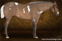 Horse Color:White Spotted Silver Buckskin
