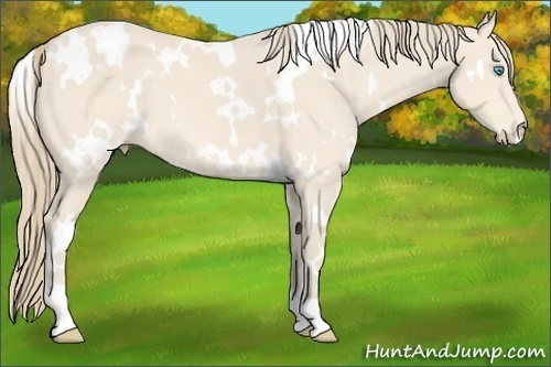 Horse Color:White Spotted Perlino 