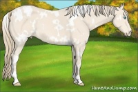 Horse Color:White Spotted Perlino 
