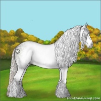 Horse Color:Gray White Spotted Silver Black 