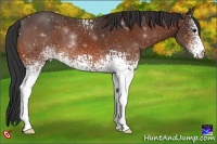 Horse Color:White Spotted Bay 