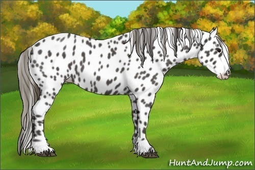Horse Color:Smoky Blue Roan Leopard