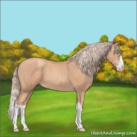Horse Color:Gold Champagne Splash