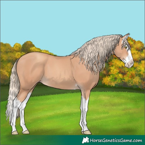 Horse Color:Gold Champagne Splash 