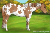 Horse Color:White Spotted Chestnut