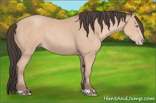 Horse Color:Amber Champagne 