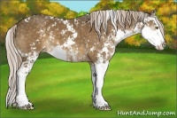 Horse Color:Chocolate Palomino Sabino Splash Appaloosa