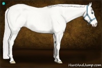 Horse Color:Cremello Roan Dun 