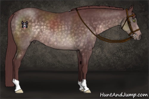 Horse Color:Platinum Chocolate Buckskin