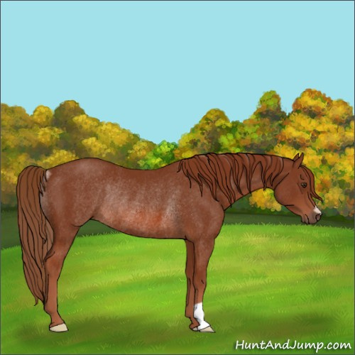 Horse Color:Chestnut Rabicano