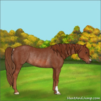 Horse Color:Chestnut Rabicano 