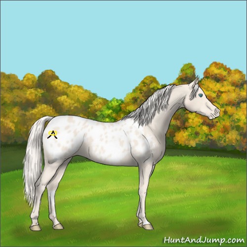 Horse Color:Cremello Blanket 