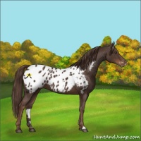 Horse Color:Liver Chestnut Appaloosa 