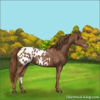 Horse Color:Chestnut Appaloosa 