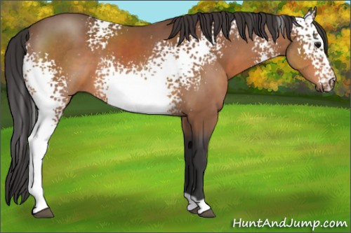 Horse Color:White Spotted Bay 