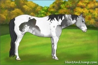 Horse Color:Black Sabino Tobiano 