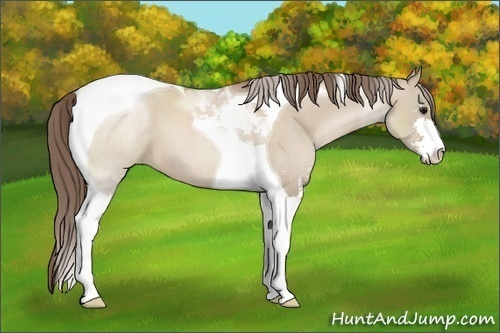 Horse Color:Grullo Pearl Sabino Tobiano 