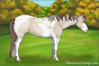 Horse Color:Grullo Pearl Sabino Tobiano 