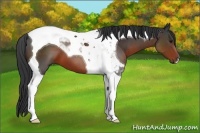 Horse Color:Brown Tobiano 