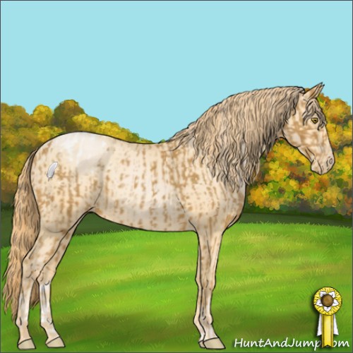 Horse Color:Palomino Appaloosa  and Buckskin Pearl 
