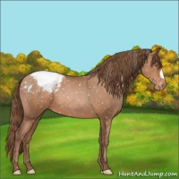 Horse Color:Brown Pearl Appaloosa 
