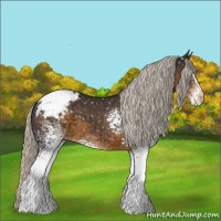 Horse Color:White Spotted Silver Smoky Black Appaloosa