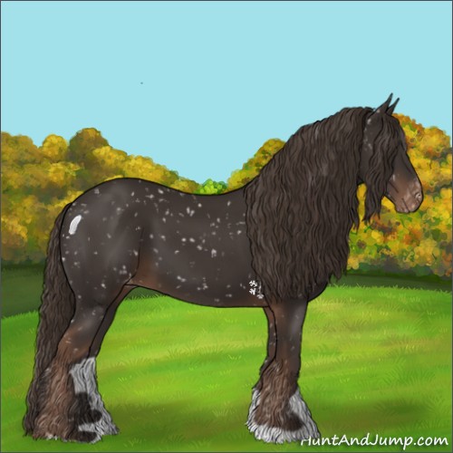 Horse Color:Liver Chestnut Appaloosa 