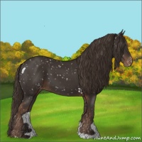 Horse Color:Liver Chestnut Appaloosa 
