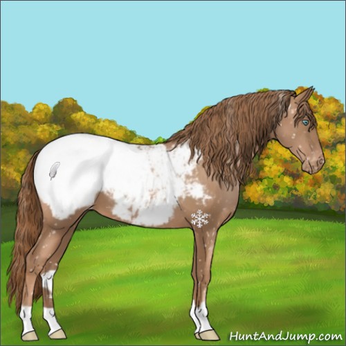 Horse Color:Liver Chestnut Pearl Appaloosa 