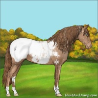 Horse Color:Liver Chestnut Pearl Appaloosa 