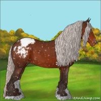 Horse Color:Silver Bay Appaloosa 