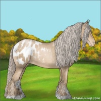 Horse Color:Chocolate Palomino Pearl Appaloosa 