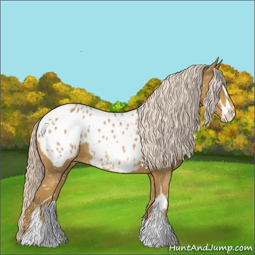 Horse Color:Palomino Sabino Appaloosa 