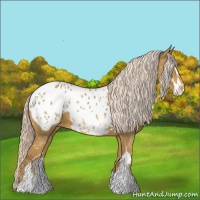 Horse Color:Palomino Sabino Appaloosa 