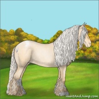 Horse Color:Silver Buckskin Roan Pearl Appaloosa 