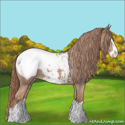 Horse Color:Chestnut Splash Appaloosa 