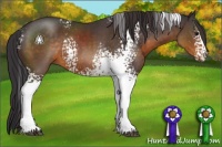 Horse Color:White Spotted Buckskin