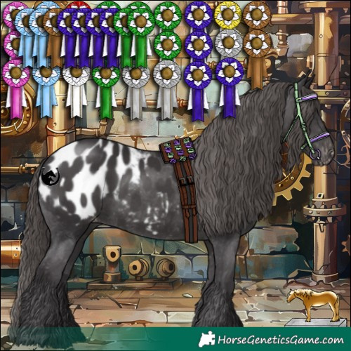 Horse Color:Smoky Black Appaloosa 