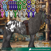 Horse Color:Smoky Black Appaloosa 