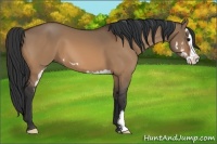 Horse Color:Bay Dun Splash Frame