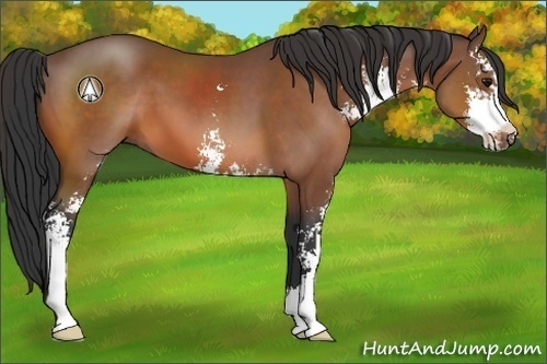 Horse Color:Bay Sabino 