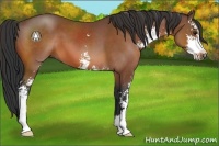 Horse Color:Bay Sabino 