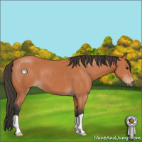 Horse Color:Bay 