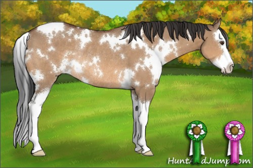 Horse Color:White Spotted Bay Dun Sabino Splash Rabicano 