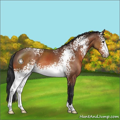 Horse Color:White Spotted Bay 