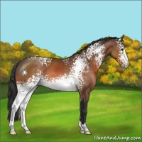 Horse Color:White Spotted Bay 
