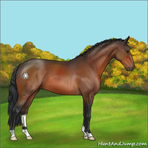 Horse Color:Bay 