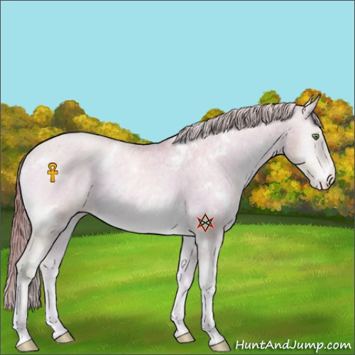 Horse Color:Platinum Watercolor White Spotted Buckskin Pearl Onyx Appaloosa 